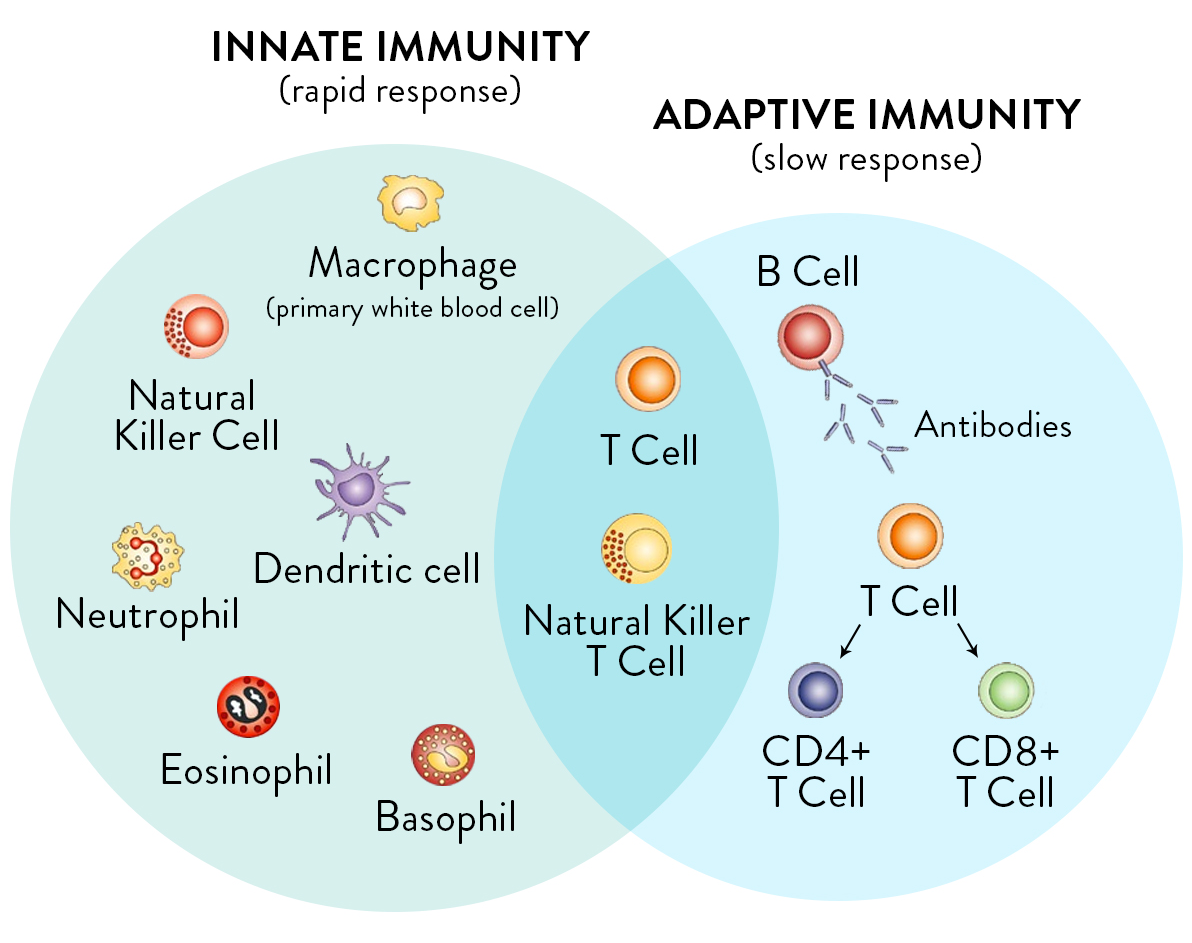 Immune Types of Response