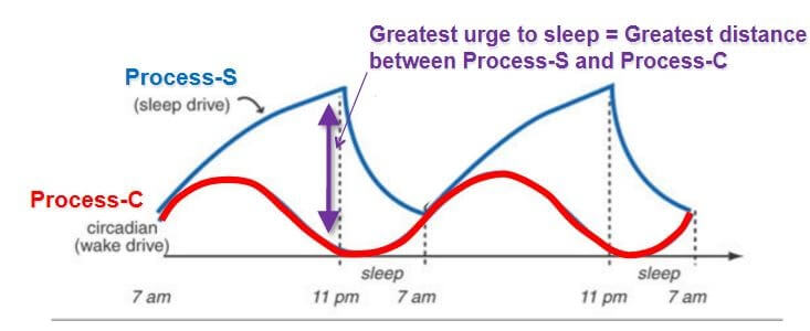 Two-process-model-sleep-circadian-homestatic-sleep-drive